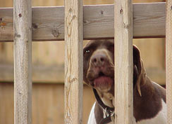 Happy kennel camper